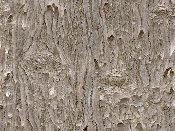 bark texture (ID:ffacg06660)