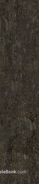 bark texture
