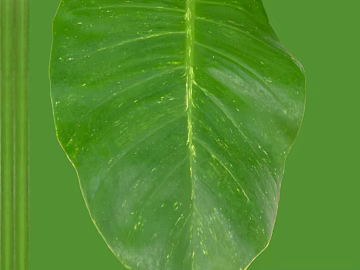 leaves texture (ID:ffagg16330)