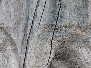 annual rings texture (ID:ffaag71047)