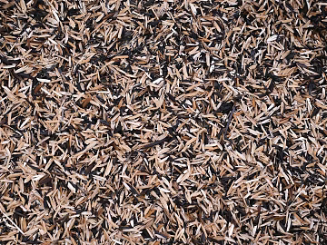 sawdust texture (ID:ffagg97430)
