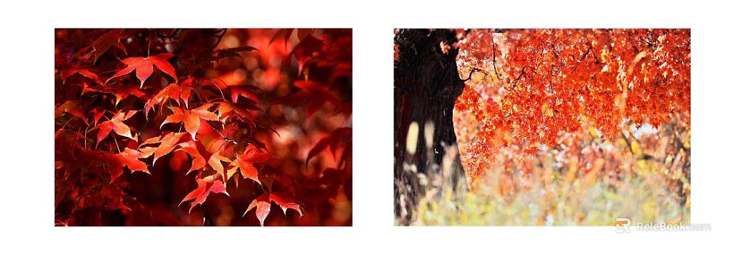 Plant painting texture