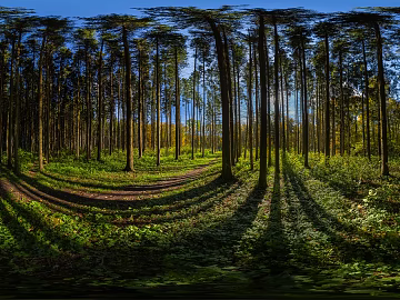 Outdoor Daytime Forest HDR texture (ID:ffaeh265067)