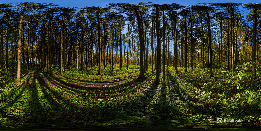 Outdoor Daytime Forest HDR texture