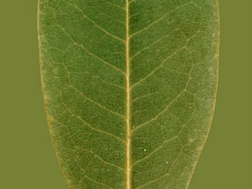 leaves texture (ID:ffaag30470)