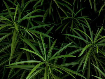 leaves texture (ID:ffabg16912)