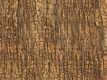 bark texture (ID:ffagg24942)