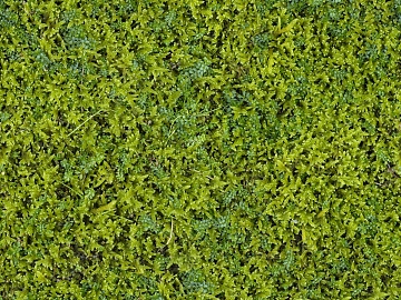 moss texture (ID:ffhee700)