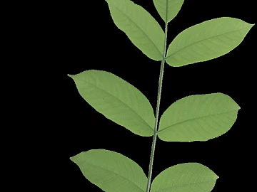leaves texture (ID:ffagg09263)
