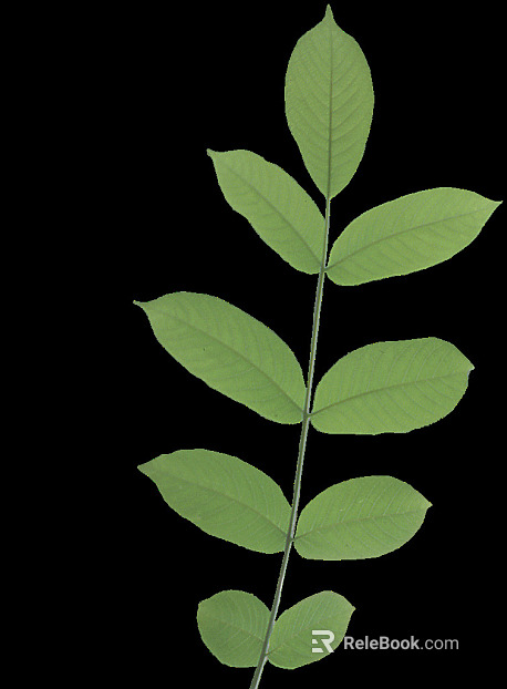 leaves texture