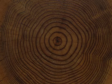 annual rings texture (ID:ffaag14789)