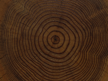 annual rings texture (ID:ffaag14789)