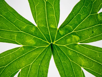 leaves texture (ID:ffagg86248)