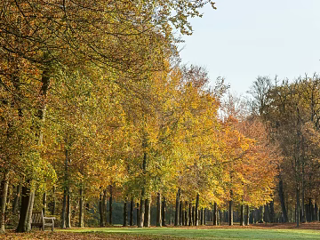 Outdoor Forest Exterior texture (ID:ffajh686077)