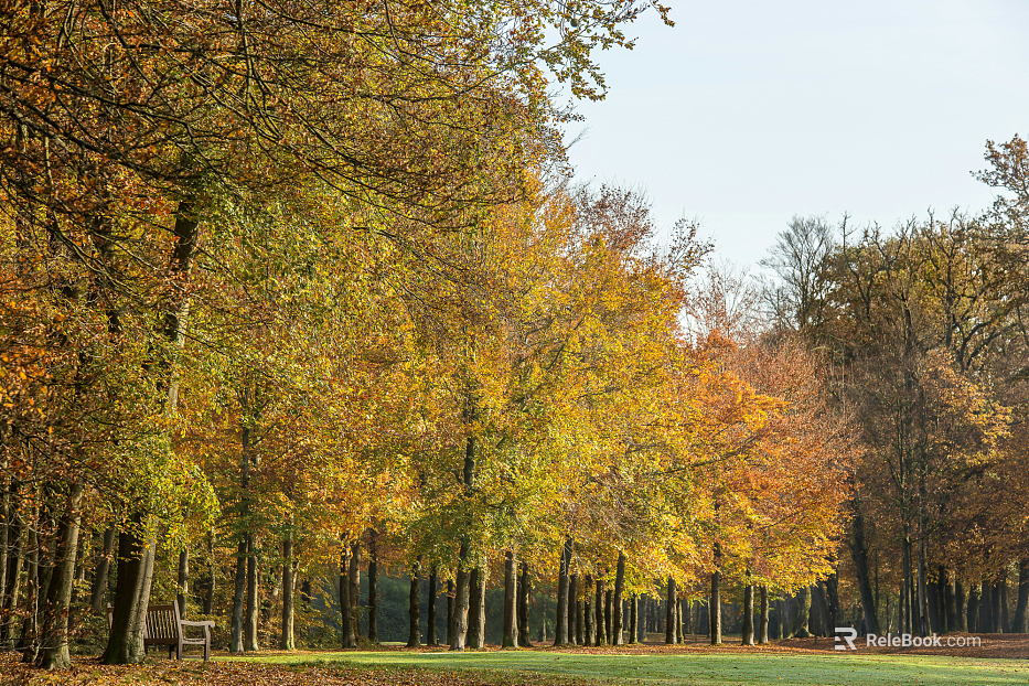 Outdoor Forest Exterior texture