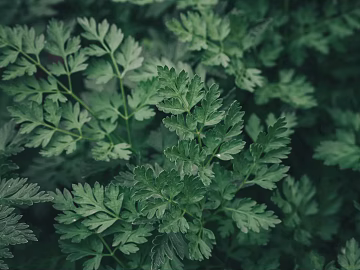 Plant painting texture (ID:ffabg94972)