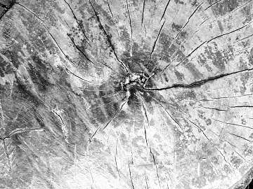 annual rings texture (ID:ffaag31682)