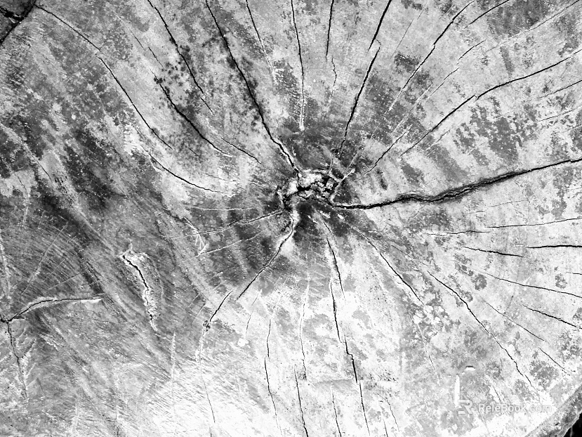 annual rings texture