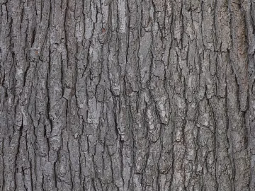 bark texture (ID:ffaag19252)