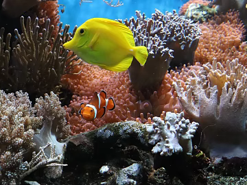 Fish tank texture (ID:ffach417674)