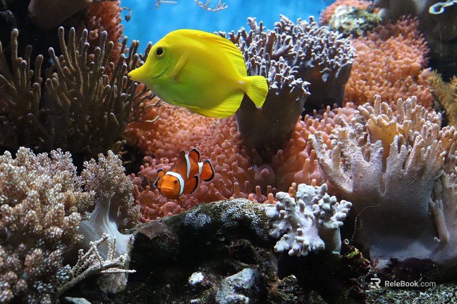 Fish tank texture
