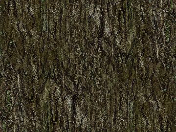 ancient tree bark texture (ID:ffagg55770)
