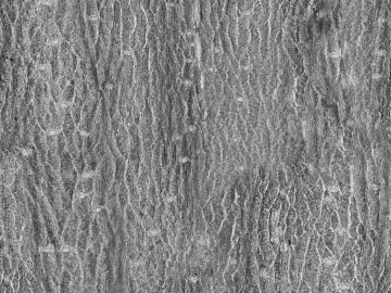 Black and White Bump texture (ID:ffajg54534)
