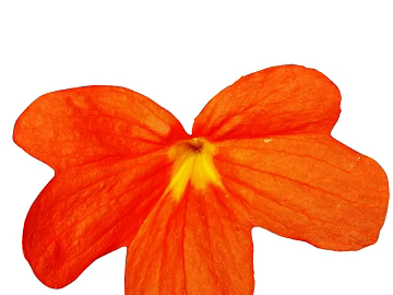 Flowers texture (ID:ffaag47680)