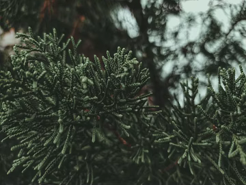 leaves texture (ID:ffabg42799)