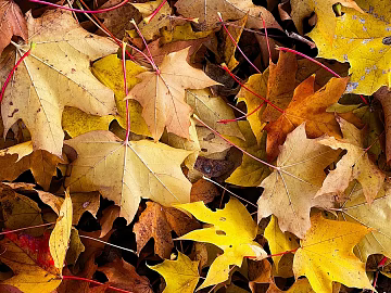 leaves texture (ID:ffagg58165)