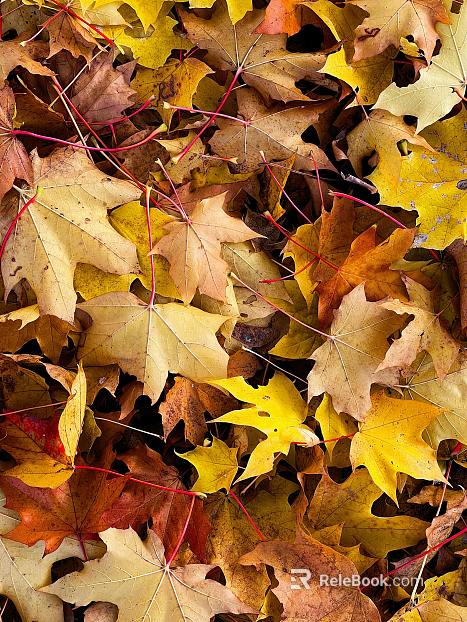 leaves texture
