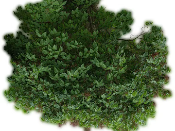 Green outdoor bushes landscaping texture (ID:ffaeh440321)
