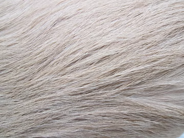 animal fur texture (ID:ffabg29060)
