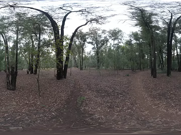 Outdoor Forest Daytime HDR texture (ID:ffabg30741)