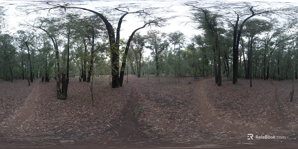 Outdoor Forest Daytime HDR texture