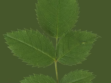 leaves texture (ID:ffaeg40815)