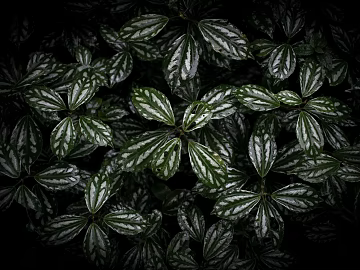 plant pattern texture (ID:ffagg57795)