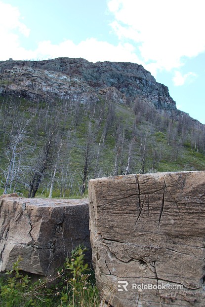 Wild Scenery texture