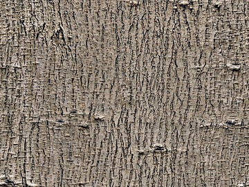 bark texture (ID:ffacg98074)