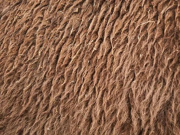 animal hair texture (ID:ffabg24829)