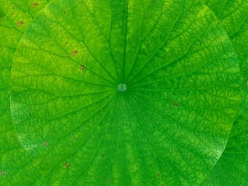 leaves texture (ID:ffajf2411)