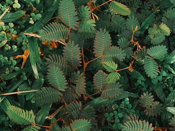 leaves texture (ID:ffabg61897)