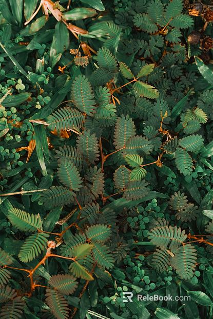 leaves texture