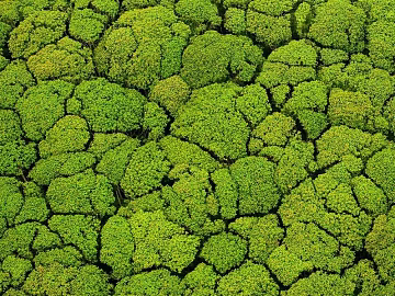 moss texture (ID:ffach984116)