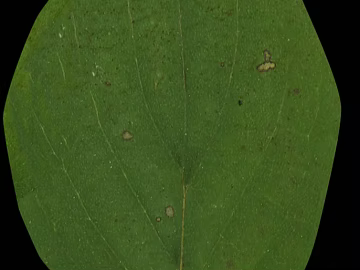 leaves texture (ID:ffagg03318)