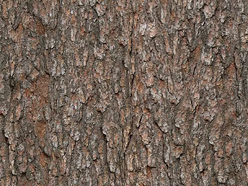 bark texture (ID:ffacg02536)