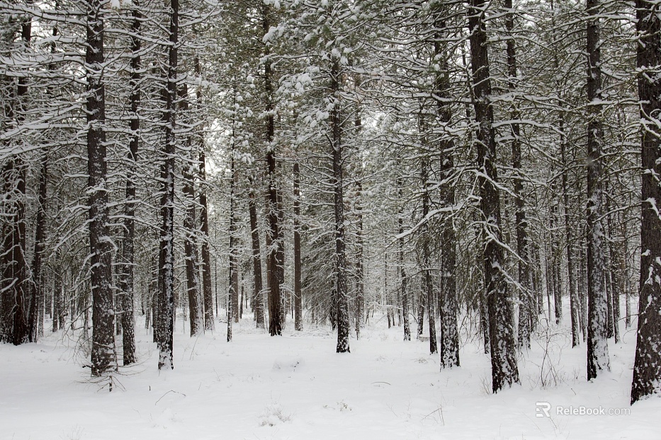 Snow texture