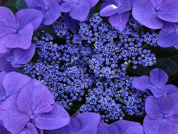 Flowers texture (ID:ffajg34685)