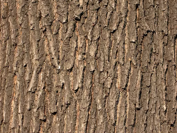 bark texture (ID:ffagg29756)