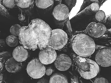 Trunk texture (ID:ffagg89223)